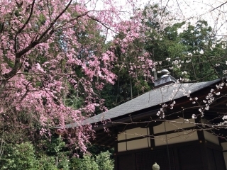 境内の桜が見頃です
