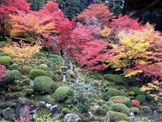 紅葉が見頃です